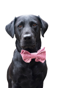 Labrador Retriever wearing bow-tie